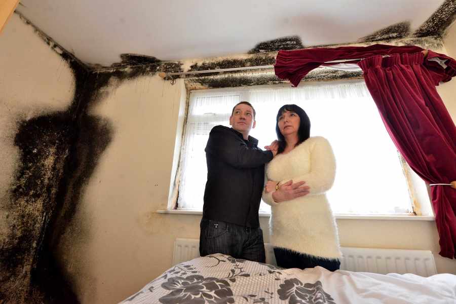 Truth About Mold - Mold stories Truth About Mold - Mold stories